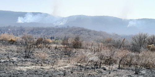 Tres helicópteros y brigadistas combaten incendio forestal en Valles