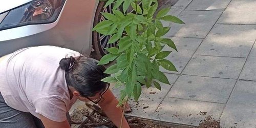 Vecinos piden permisos para abrir banquetas y sembrar árboles