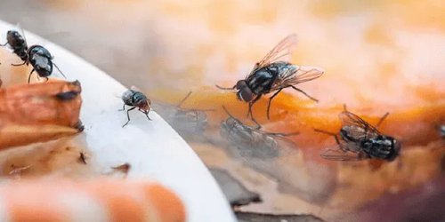 Emiten medidas sanitarias por plaga de moscas