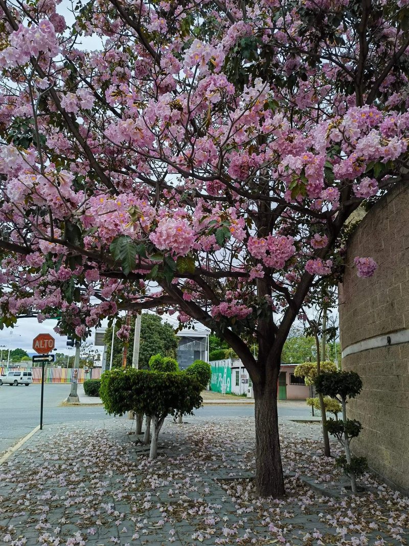 palo-de-rosa.jpg