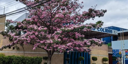 Generan 600 árboles de palo de rosa y fresno para donar, en el vivero municipal