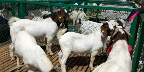 Estado premiará al mejor ganado caprino de México en la FENAPO