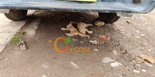 Envenenamiento de perros, gatos y gallinas en Colonia Moctezuma