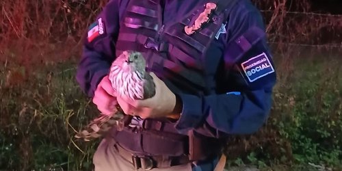 Águila lesionada es rescatada por Seguridad Pública de CdFdz