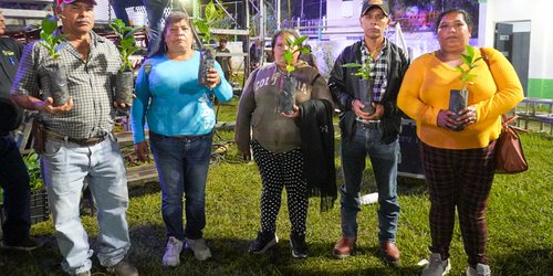Zona Media impulsa producción de plantas de café para fortalecer la cafeticultura en la Huasteca