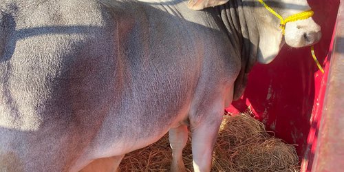 Foco rojo por derriengue y rabia paralítica en la Zona Media; ganaderos buscan adquirir vacunas