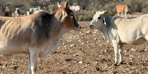 Avanzan barridos sanitarios contra la tuberculosis bovina en la Huasteca y Zona Media