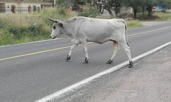Piden a ganaderos encerrar su ganado para evitar accidentes