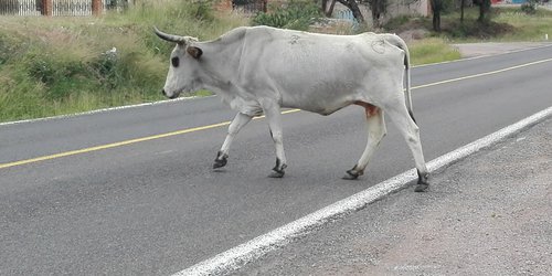 Piden a ganaderos encerrar su ganado para evitar accidentes