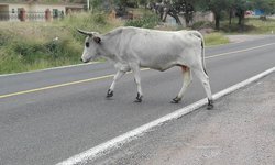 Buscan crear corral para encerrar ganado suelto en carreteras