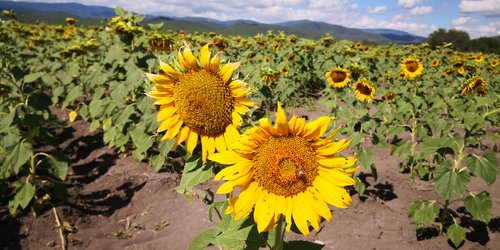 Cerritos en color de optimismo gracias a los Girasoles