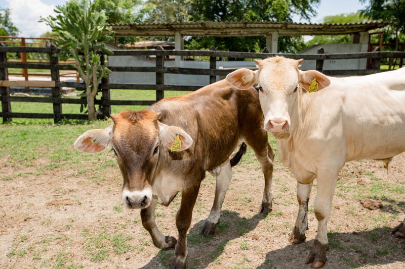 JMCL 6to Informe Prospero 150821 (4).jpeg