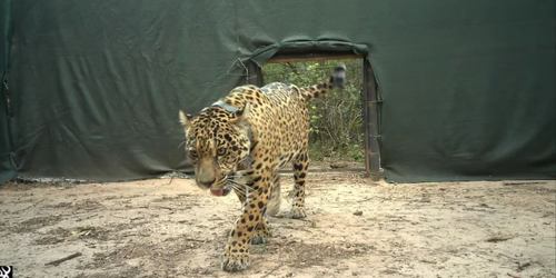 Liberan una yaguareté silvestre en El Impenetrable y avanzan en la recuperación de la especie
