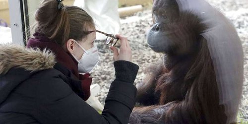 Zoetis, la vacuna que aplican en animales contra el Covid-19