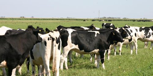 En crisis la producción de leche en la Zona Media