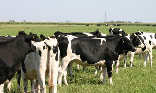 La-crisis-del-sector-lechero_MiRioverde.jpg