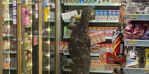 Lagarto gigante provoca caos en tienda de autoservicio