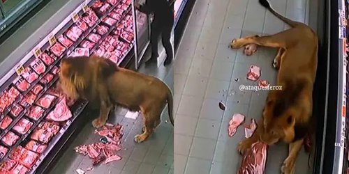 León se pasea por supermercado en Sudáfrica y se atiende solito