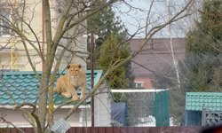 Captan a leona descansando sobre el tejado de una casa