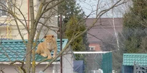 Captan a leona descansando sobre el tejado de una casa