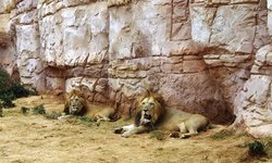 Leones de zoológico en Barcelona dan positivo a covid-19