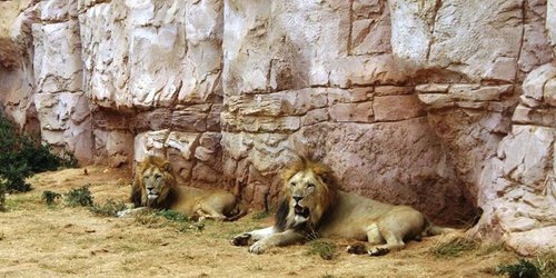 Leones de zoológico en Barcelona dan positivo a covid-19