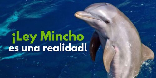 México hace historia con Ley Mincho: El fin a la explotación de delfines y mamíferos marinos