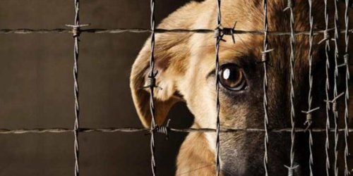 Incrementan penas por maltrato animal en San Luis Potosí