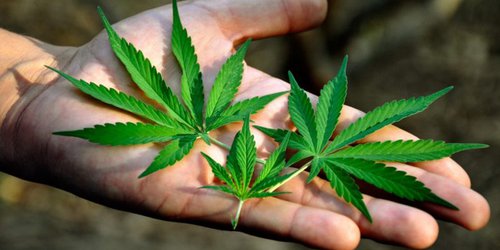 Senado aprueba regulación y despenalización del uso lúdico de la marihuana en México