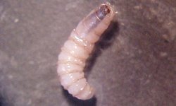 Detectan dos nuevos casos de miasis humana por gusano barrenador en Chiapas