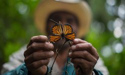 Ciencia ciudadana y microchips: las nuevas herramientas para estudiar a la monarca