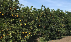 Afectan fuertes lluvias más de 68% de cultivo de naranja en México