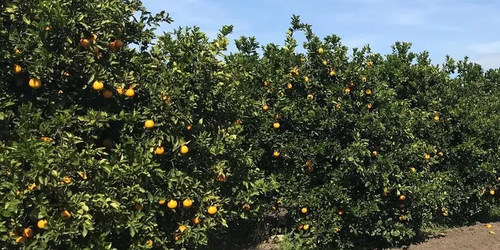 Afectan fuertes lluvias más de 68% de cultivo de naranja en México