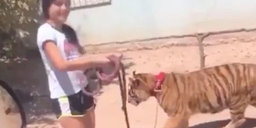 Como si fuera perro, niña sacó a pasear a su tigre en Sinaloa