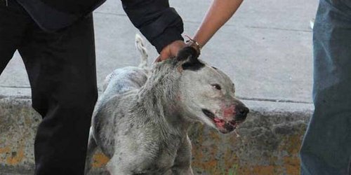 Fiscalía investiga maltrato de un perro en SLP
