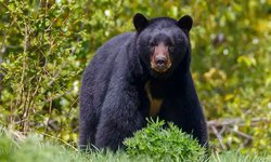 Alerta animal: oso negro de Nuevo León en peligro de extinción; Gobierno ignora la situación.