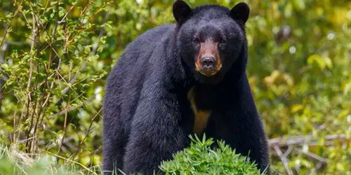 Alerta animal: oso negro de Nuevo León en peligro de extinción; Gobierno ignora la situación.