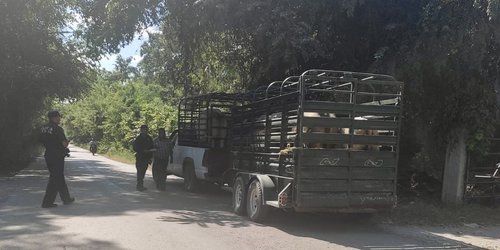 Policías estatales realizan operativo contra el abigeato en Valles