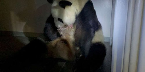 Panda da a luz a mellizos en zoológico de Tokio