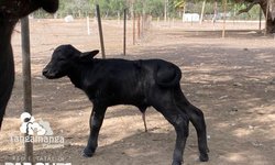 Nace cría de búfalo de agua en el parque Tangamanga II