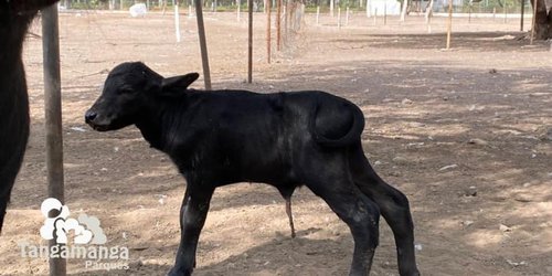 Nace cría de búfalo de agua en el parque Tangamanga II