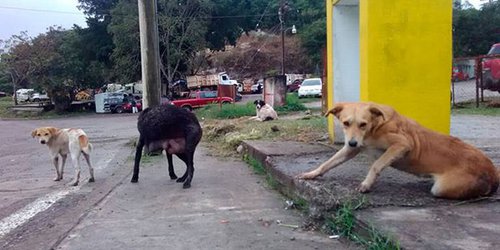Darán sepultura en panteón de Llanitos a mascotas que mueren en la calle