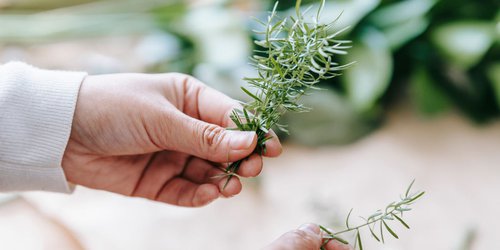 Buscan incrementar presencia de plantas medicinales en la salud humana