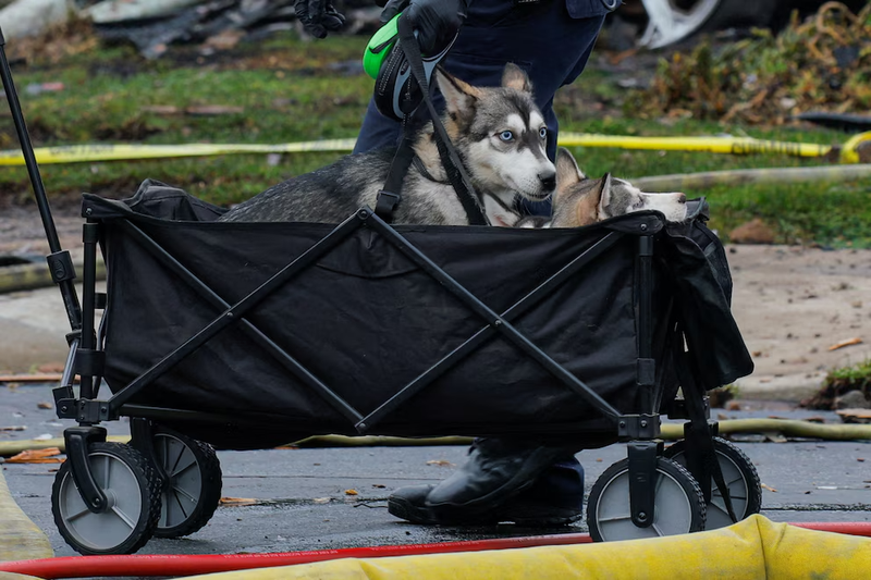 Rescate_Animales_San_Diego_3_MiRioverde.png