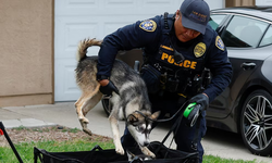 Sociedad Protectora de Animales de San Diego rescata a perros cubiertos de combustible tras accidente aéreo