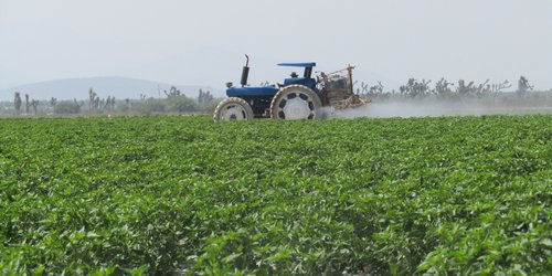 SLP es décimo productor agrícola en el país