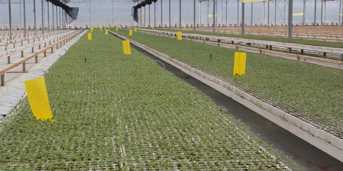 4 mil 746 MDP de inversiones concertadas en el sector agropecuario potosina por cinco años