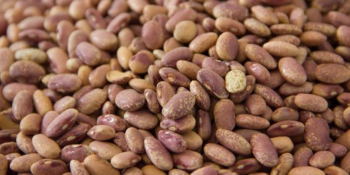 SLP entre principales productores de legumbres en el país