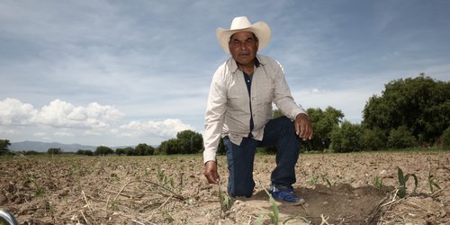 Reciben semilla de maíz y frijol productoras y productores potosinos