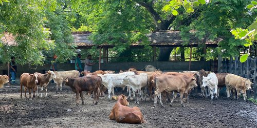 Tras 24 años, SLP vuelve a exportar ganado en pie a Estados Unidos